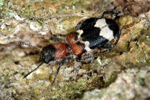 Coléoptère des fourmis (Thanasimus formicarius) sur écorce — Photo