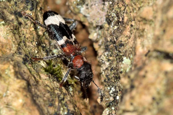 Chrząszcz ANT (Thanasimus formicarius) — Zdjęcie stockowe