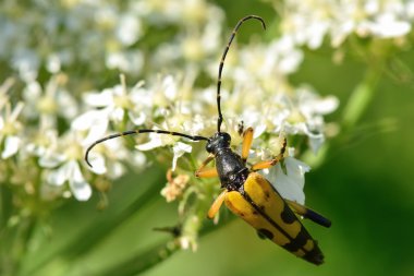 Benekli longhorn böcek (Rutpela maculata) profil