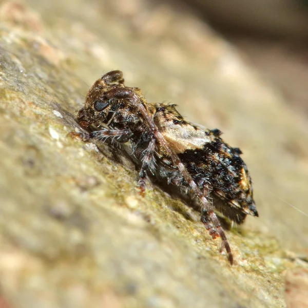 Petit longicorne à pointe épineuse (Pogonocherus hispidus ) — Photo