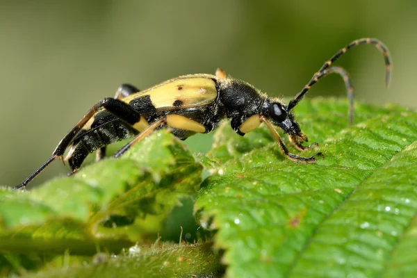 Spotted longhorn beetle (Rutpela maculata) nectaring na kwiat — Zdjęcie stockowe