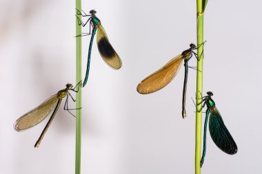 Şeritli ve güzel demoiselles (Calopteryx splendens ve C. Başak)