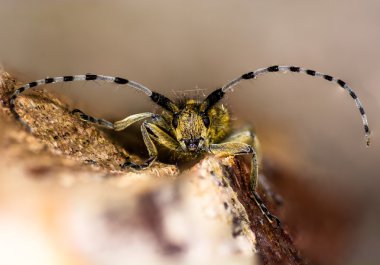 Gri longhorn altın çiçek açmış böcek (Agapanthia villosoviridescens) başına