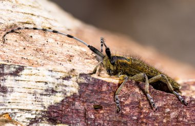 Gri longhorn altın çiçek açmış böcek (Agapanthia villosoviridescens)