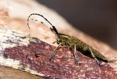 Gri longhorn altın çiçek açmış böcek (Agapanthia villosoviridescens) profil