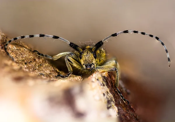 Gri longhorn altın çiçek açmış böcek (Agapanthia villosoviridescens) başına