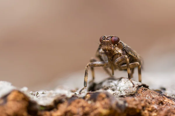 Issus coleoptratus (Homoptères) tête sur — Photo