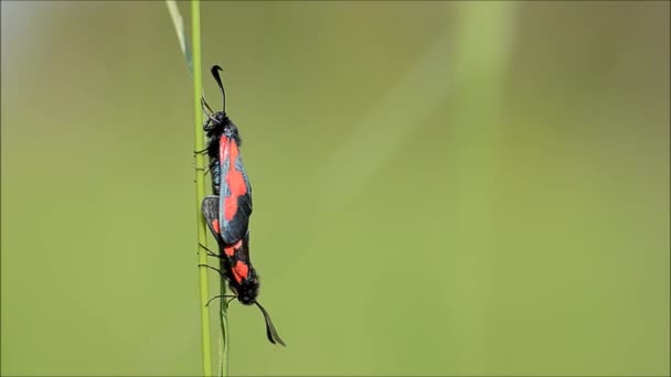 Вузькокордонна п'ятиточкова мерехтіння метеликів (Zygaena lonicerae) — стокове відео