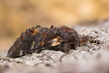 Kabuk üzerinde demir önemli güve (Notodonta dromedarius)