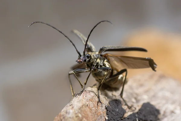 Stenocorus meridianus besouro longhorn com asas abertas levando voo — Fotografia de Stock