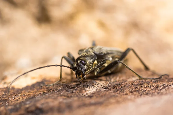 Aşağılık Stenocorus meridianus longhorn böceği — Stok fotoğraf