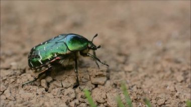 Karıncalar tarafından saldırıya rose chafer böceği (Cetonia aurata)