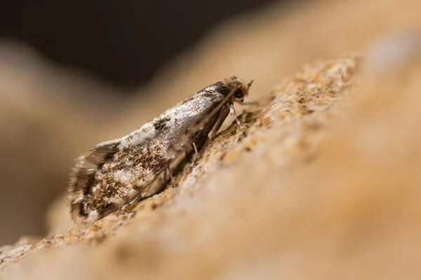 Cork güve (Nemapogon cloacella) — Stok fotoğraf