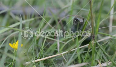 Yavaş solucan (Anguis fragilis) çim ile hareket