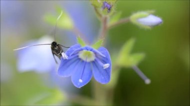 Cauchas fibulella longhorn güve