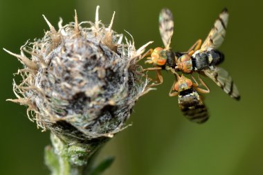 Urophora jaceana ana bitki üzerinde çiftleşme sinekler yaralıyor