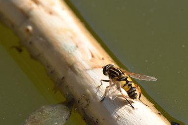 Futbolcu hoverfly (Helophilus pendulus)