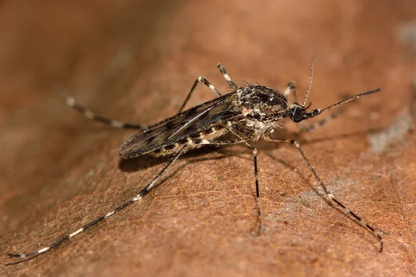 Şeritli sivrisinek (Culiseta annulata) yukarıda
