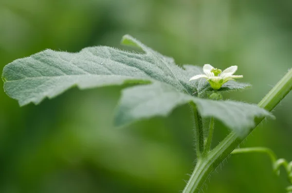 White bryony (Bryonia dioica) in flower — Stock Photo, Image