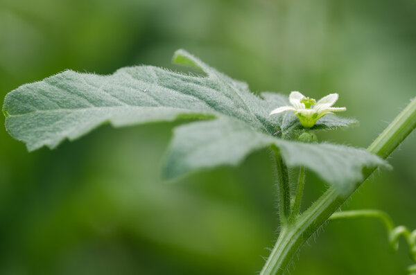 White bryony (Bryonia dioica) in flower