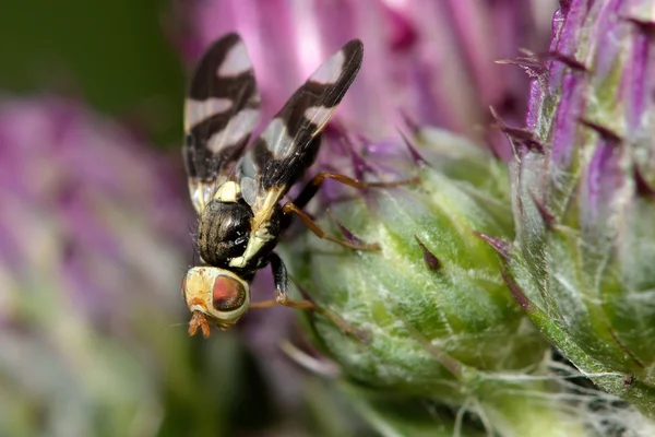 Cardo mosca (Urophora cardui ) — Fotografia de Stock