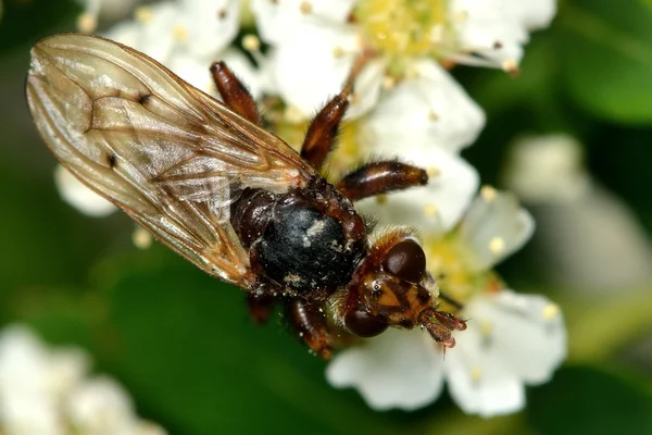 Myopa testacea conopid mosca — Foto de Stock