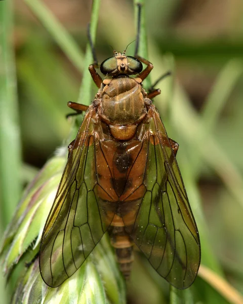 Mouche commune (Rhagio tringarius) de profil — Photo