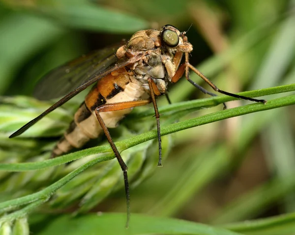 Mosca-atirador-comum (Rhagio tringarius) de cima — Fotografia de Stock