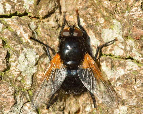 Mezzogiorno di volo (Mesembrina meridiana ) — Foto Stock