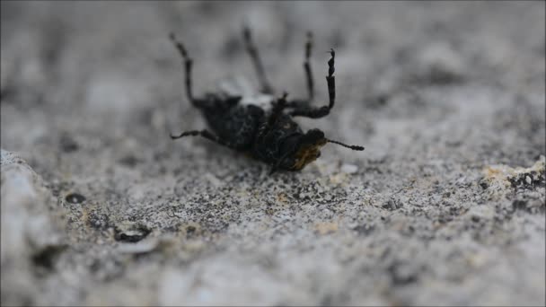 Rüsselkäfer (platyrhinus resinosus) auf dem Rücken — Stockvideo