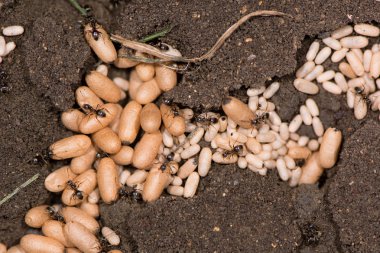 Ortak siyah karınca (Lasius Nijer) pupa yakın çekim