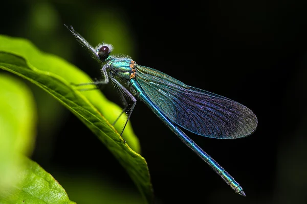 Demoiselle κλιμακωτά (Calopteryx splendens) με δροσιά — Φωτογραφία Αρχείου