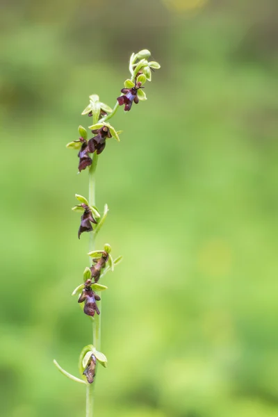 Latać łodygi kwiatów orchidei (Ophrys insectifera) — Zdjęcie stockowe