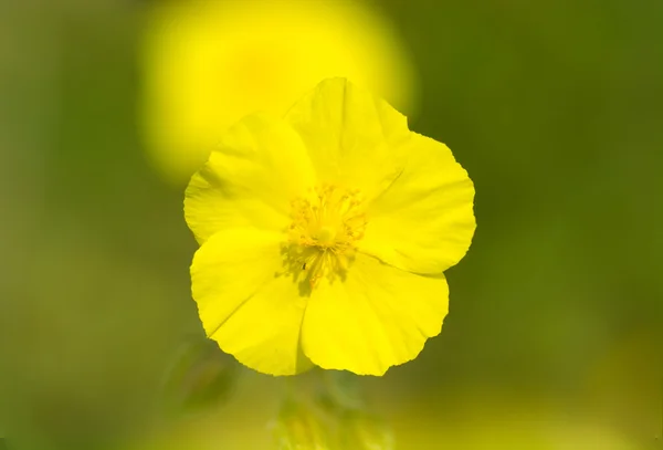 Wspólnego rock rose (Posłonek rozesłany) — Zdjęcie stockowe