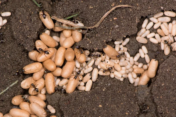 Ortak siyah karınca (Lasius Nijer) pupa yakın çekim