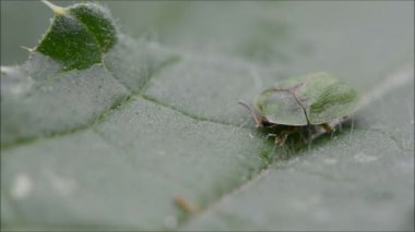 Thistle kaplumbağa kafa açığa böceği (Cassida rubiginosa)