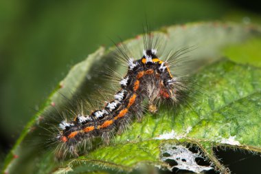 Sarı kuyruklu güve (Euproctis similis) caterpillar profili