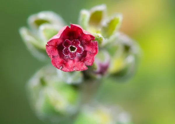 Flor de lengua de sabueso (Cynoglossum officinale) — Foto de Stock