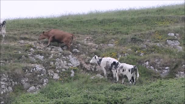 Cows climbing rocky slope — Stock Video