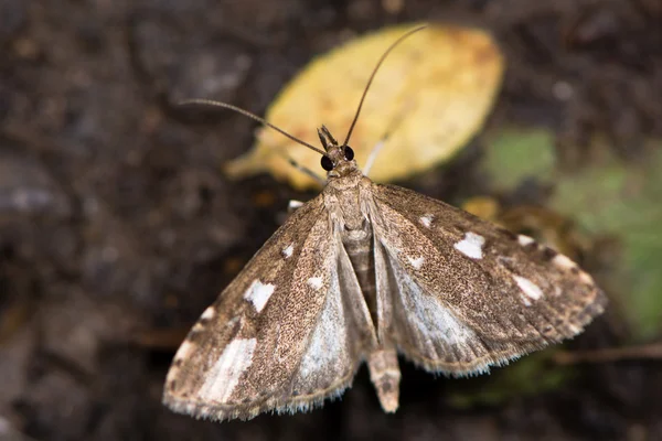 Udea olivalis micro falena con le ali aperte — Foto Stock