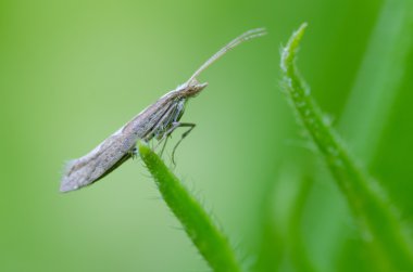Elmas güve (Plutella xylostella)