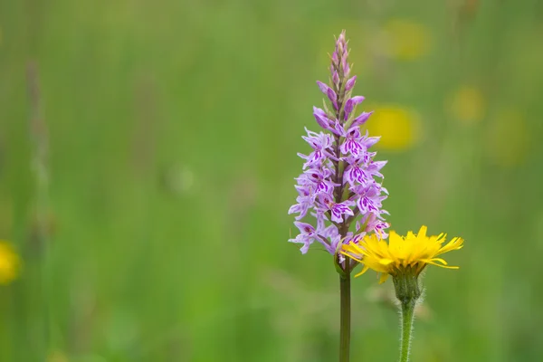 Κοινή στίγματα ορχιδέα (Dactylorhiza fuchsii) και πικραλίδα (Taraxicum officinale) — Φωτογραφία Αρχείου