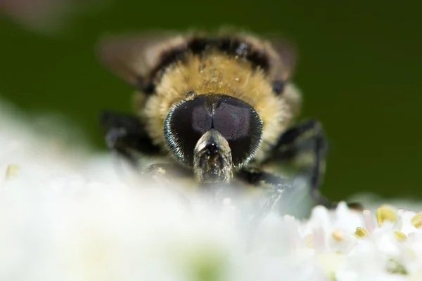 Шмелевидки (мухи) bombylans var plumata муха-журчалка голову на — стоковое фото