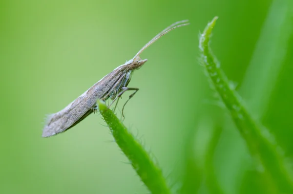 Traça-de-diamante (Plutella xylostella ) — Fotografia de Stock