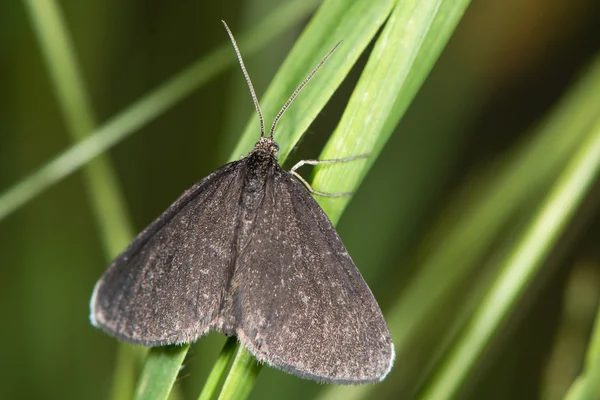 Chimney Sweeper moth (Odezia atrata) — Stock Photo, Image