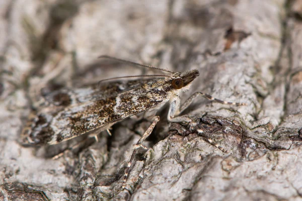 Eudonia mercuremicro moth — стоковое фото