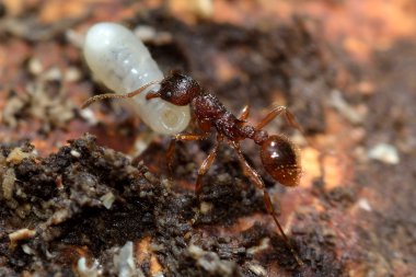 Myrmica ruginodis taşıyan büyük larva