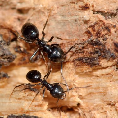 Jet siyah karıncalar (Lasius fuliginosus)