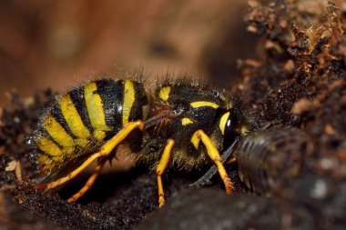 Ağaç wasp (Dolichovespula sylvestris) Kraliçe profil