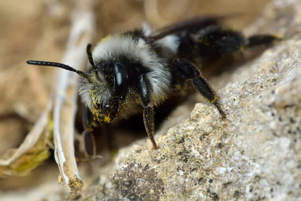 Abelha-cinzenta (Adrena cineraria ) — Fotografia de Stock